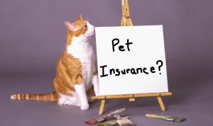 What To Know Before Purchasing Pet Insurance What To Know Before Purchasing Pet Insurance