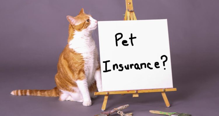 What To Know Before Purchasing Pet Insurance