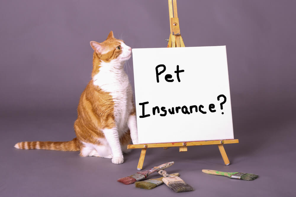 What To Know Before Purchasing Pet Insurance