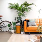 Best Indoor Plants For Decoration That Transform Spaces