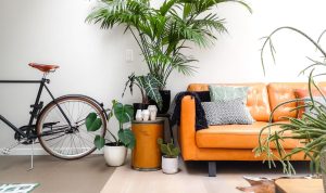 Best Indoor Plants For Decoration That Transform Spaces