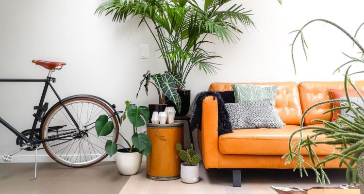 Best Indoor Plants For Decoration That Transform Spaces