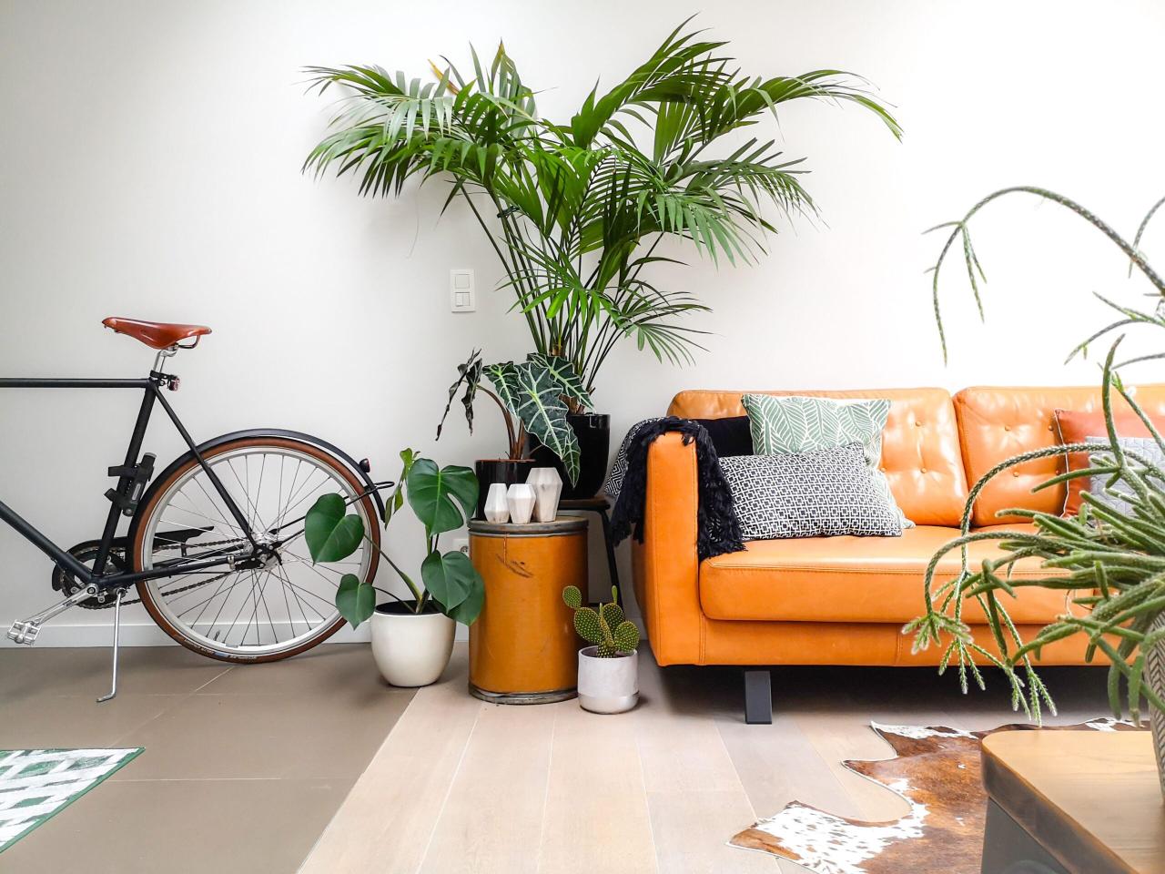 Best Indoor Plants For Decoration That Transform Spaces