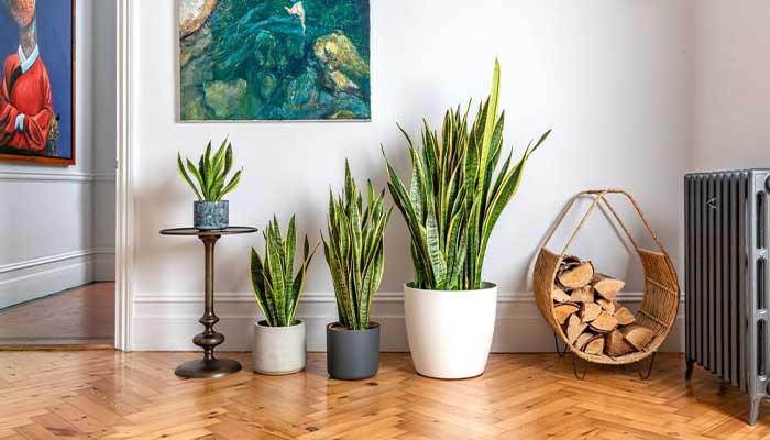 Best Indoor Plants For Decoration
